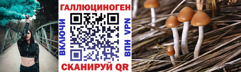 купить   Обнинск  Псилоцибиновые грибы MAGIC MUSHROOMS 